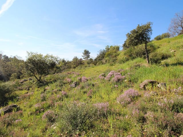 Grundstück zu verkaufen - 06330, Roquefort-Les-Pins, France, GLje8d - Melsia
