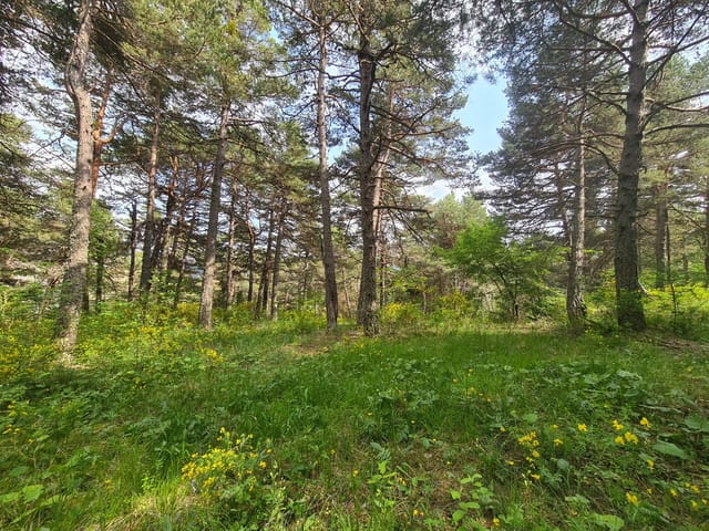 Terrain à vendre - 06750, Andon, France, GPKWRR - Melsia