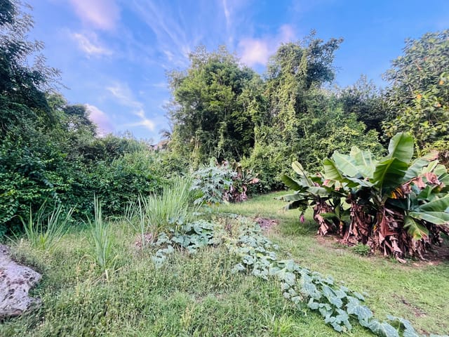 Constructible à vendre - 97139, Les-Abymes (Cour Charneau-Raizet (Les Esses-Carbet)), Guadeloupe, XyADVQ - Melsia