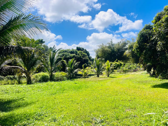 Terrein te koop - 97122, Baie-Mahault, Guadeloupe, b1gB0x - Melsia